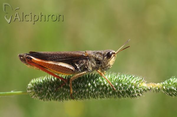 Stauroderus scalaris