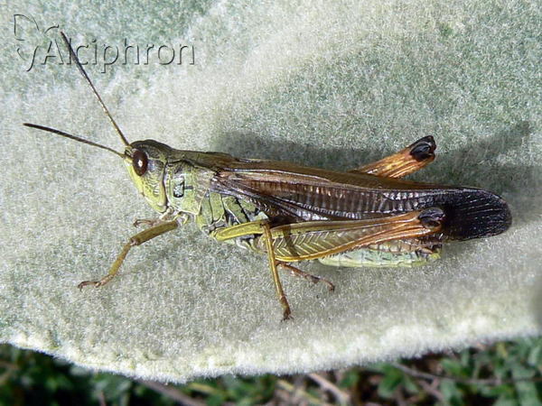Stauroderus scalaris