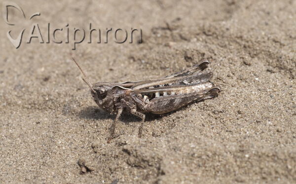 Omocestus haemorrhoidalis