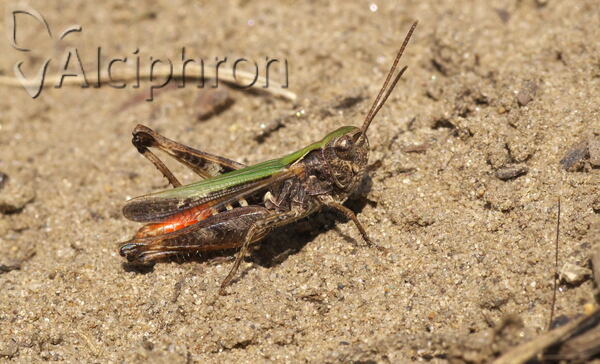 Omocestus haemorrhoidalis