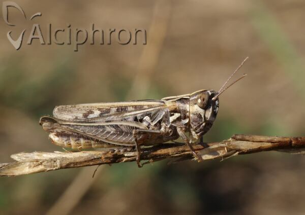 Omocestus petraeus