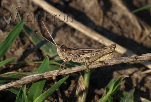 Omocestus petraeus