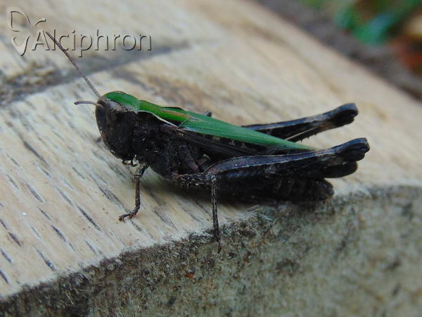 Omocestus rufipes