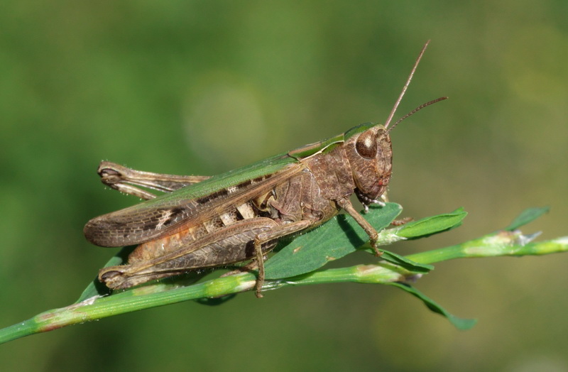 Omocestus rufipes