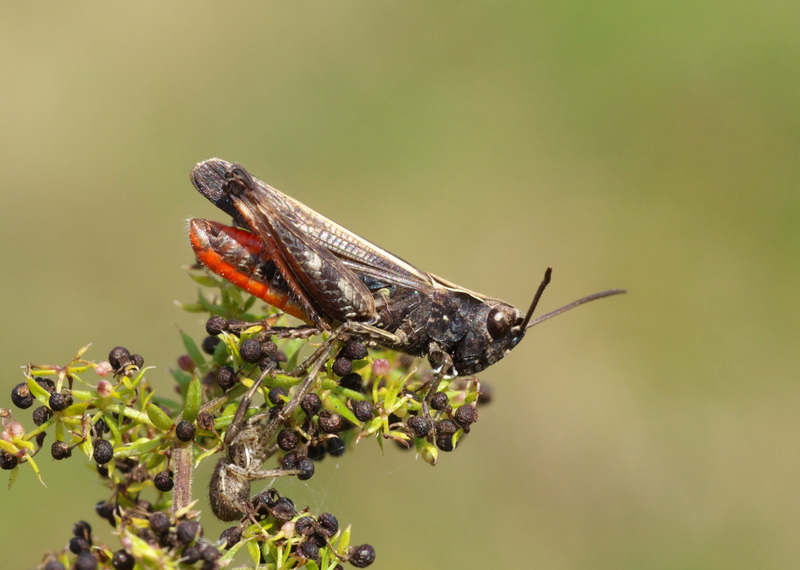 Omocestus rufipes