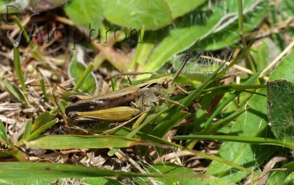 Omocestus viridulus