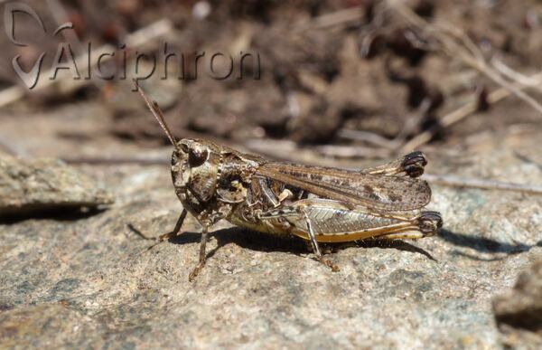 Myrmeleotettix maculatus