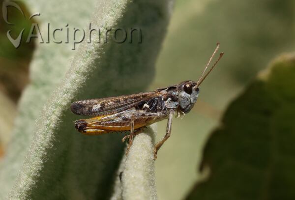 Myrmeleotettix maculatus