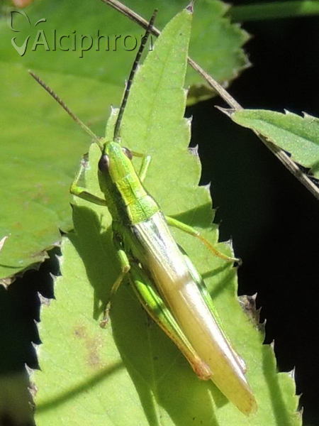 Euthystira brachyptera