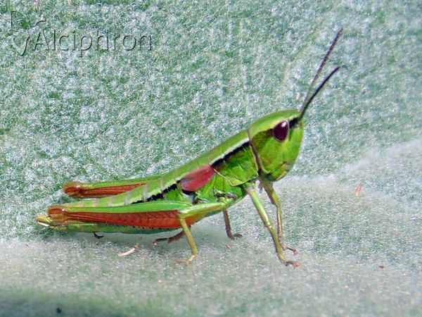 Euthystira brachyptera