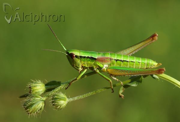 Euthystira brachyptera