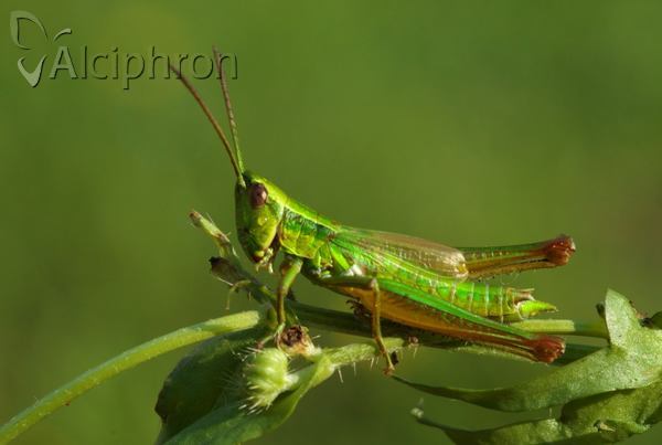 Euthystira brachyptera