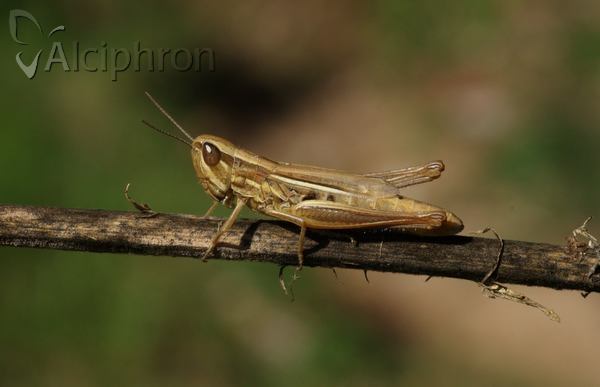 Euchorthippus declivus