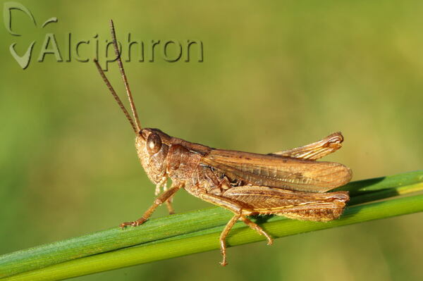 Chorthippus apricarius