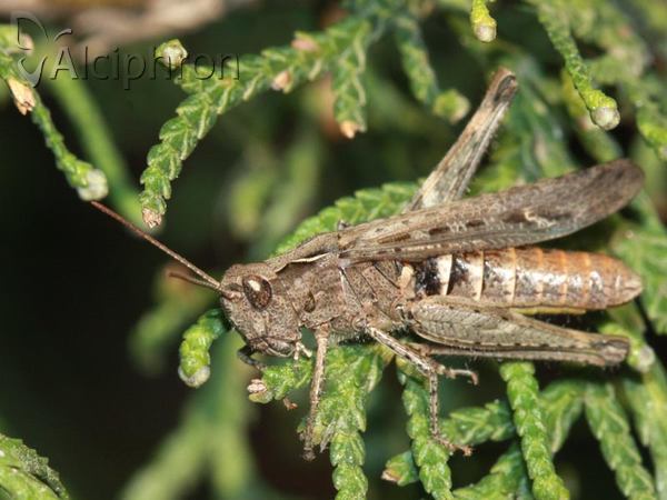 Chorthippus biguttulus