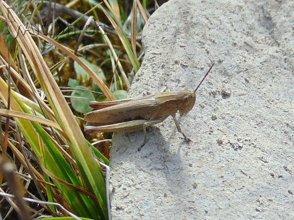Chorthippus biguttulus