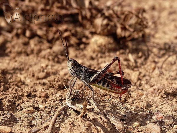 Chorthippus biguttulus