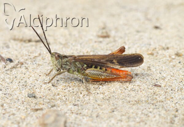 Chorthippus maritimus