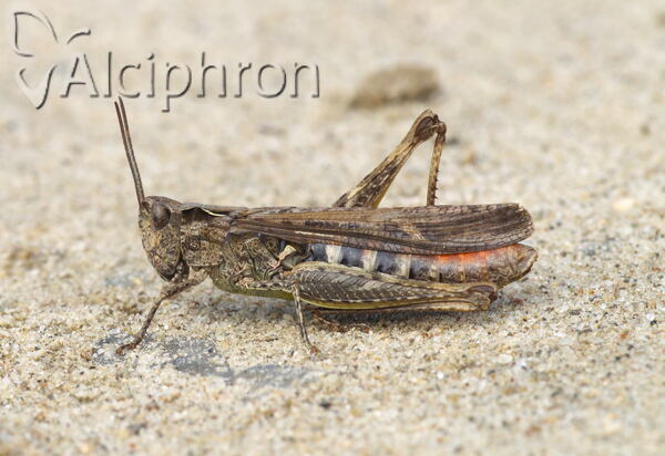 Chorthippus maritimus