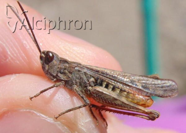 Chorthippus brunneus