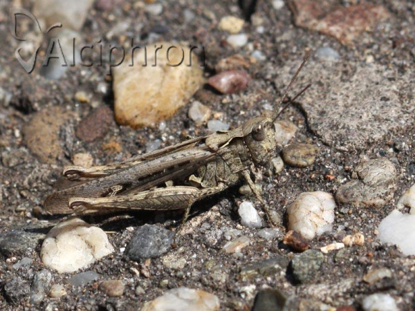 Chorthippus brunneus