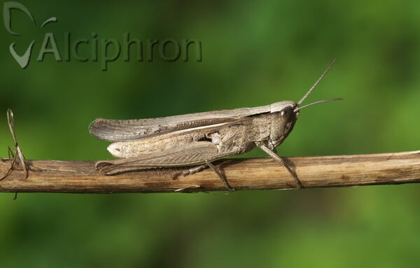 Chorthippus dichrous