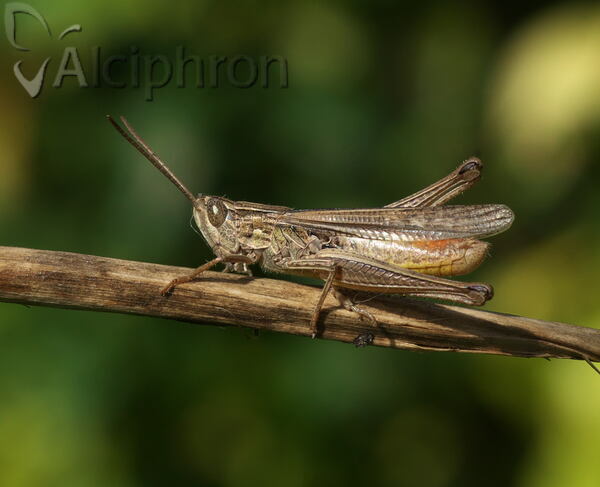 Chorthippus dichrous