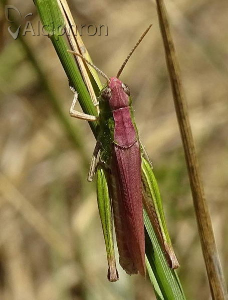 Chorthippus dorsatus