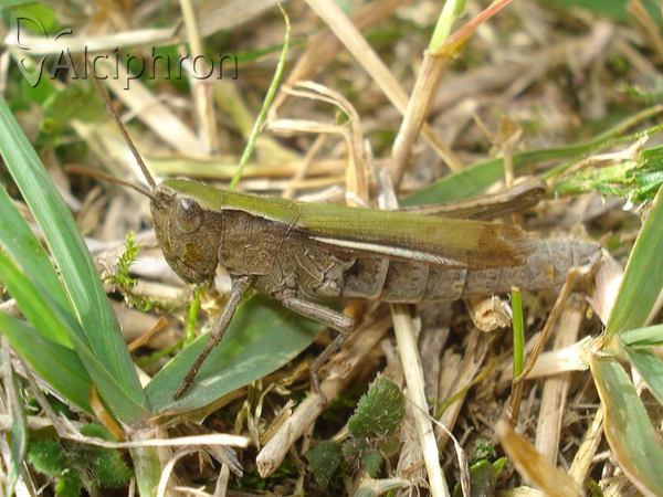 Chorthippus dorsatus