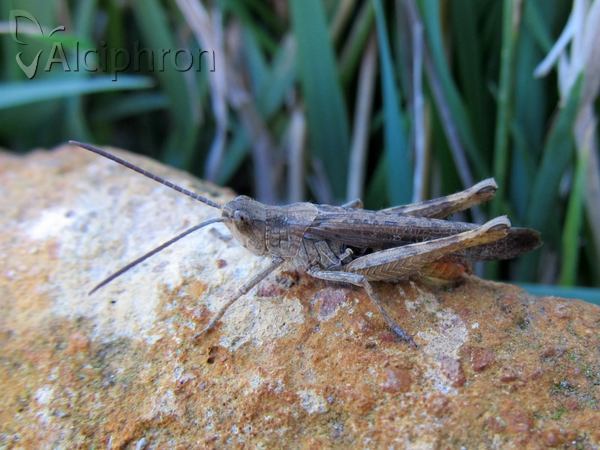 Chorthippus mollis