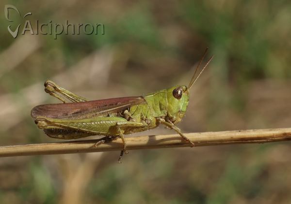 Chorthippus mollis