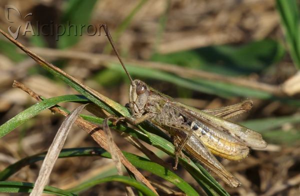 Chorthippus mollis