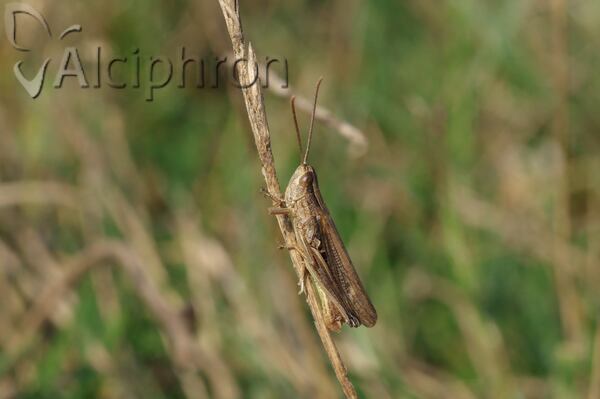 Chorthippus oschei
