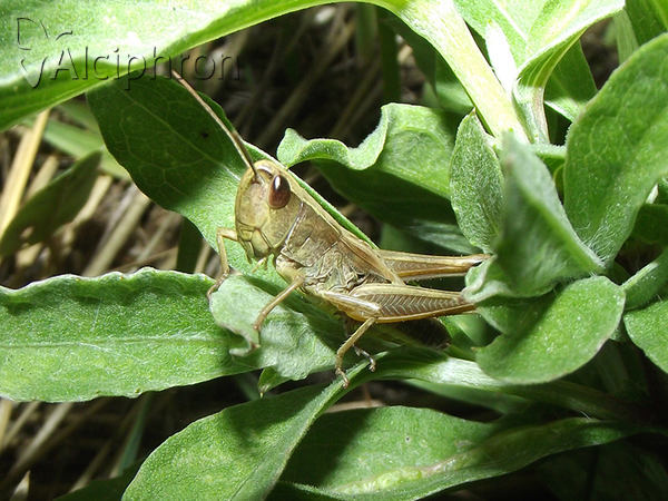 Pseudochorthippus parallelus