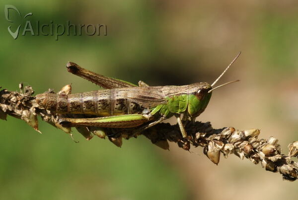 Pseudochorthippus parallelus