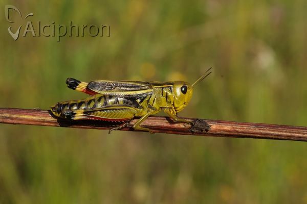 Arcyptera fusca