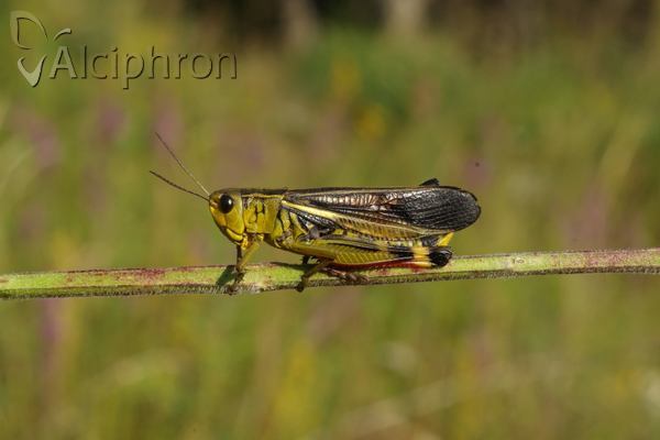 Arcyptera fusca