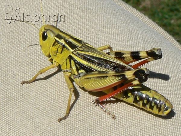 Arcyptera fusca