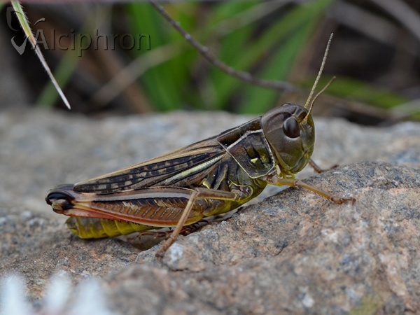 Arcyptera microptera