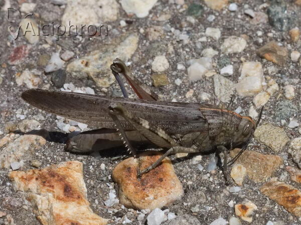 Anacridium aegyptium