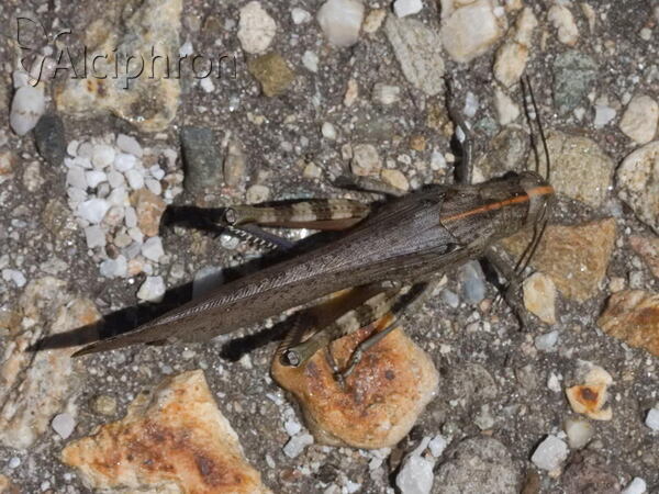 Anacridium aegyptium