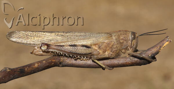 Anacridium aegyptium