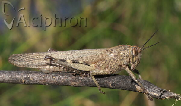 Anacridium aegyptium