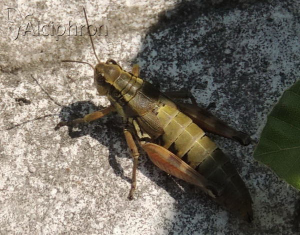 Podisma pedestris