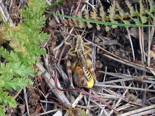 Podisma pedestris