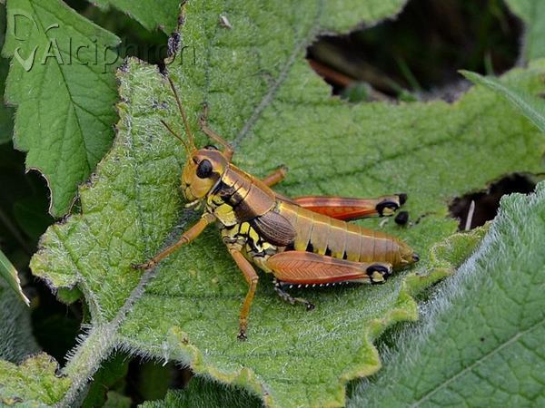 Podisma pedestris