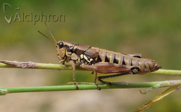 Podisma pedestris