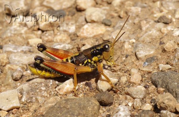 Podisma pedestris