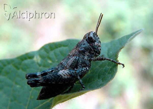 Pezotettix giornae