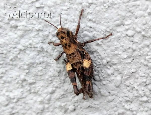 Pezotettix giornae